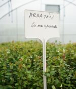 Nuevo proyecto de restauración comunitaria